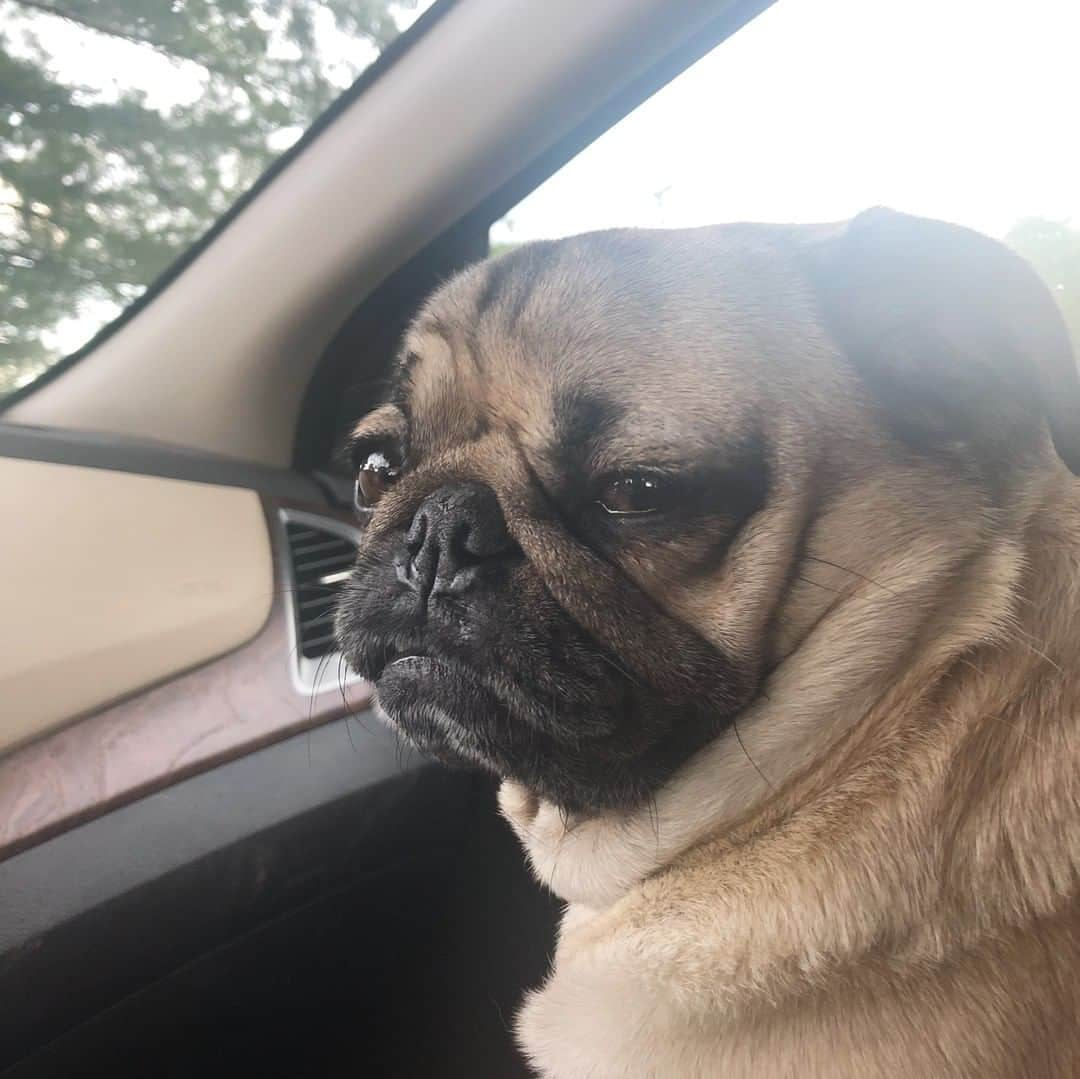 itsdougthepugさんのインスタグラム写真 - (itsdougthepugInstagram)「"When ur friend is late to pick u up...again" -Doug」7月20日 1時02分 - itsdougthepug