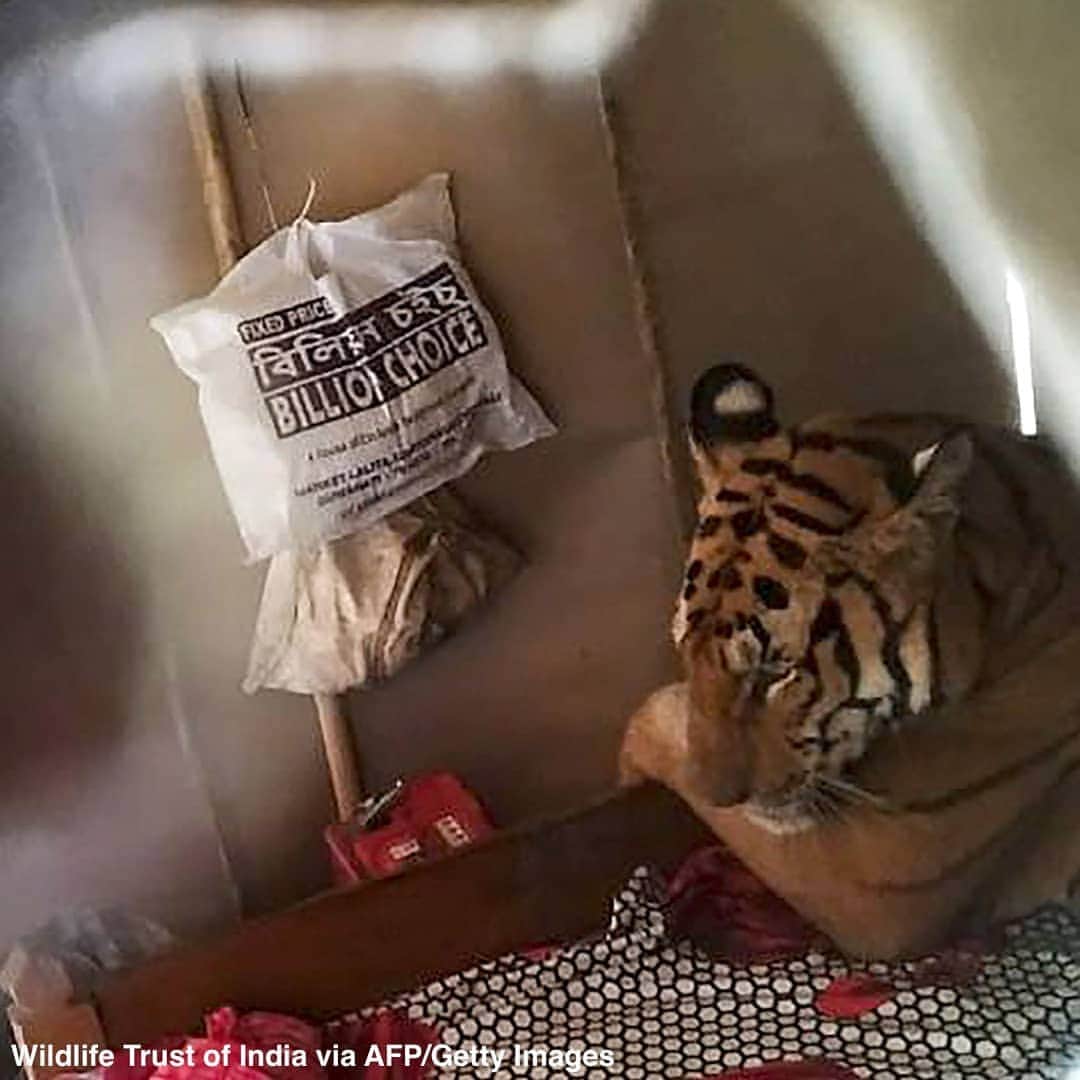 ABC Newsさんのインスタグラム写真 - (ABC NewsInstagram)「A tiger finds refuge in a shop in eastern India amid heavy flooding from monsoons. Nearly 100 animals have died from the flooding at the nearby Kaziranga National Park, from which the tiger is believed to have escaped. #tiger #flood #monsoon #animals #weather」7月20日 1時24分 - abcnews