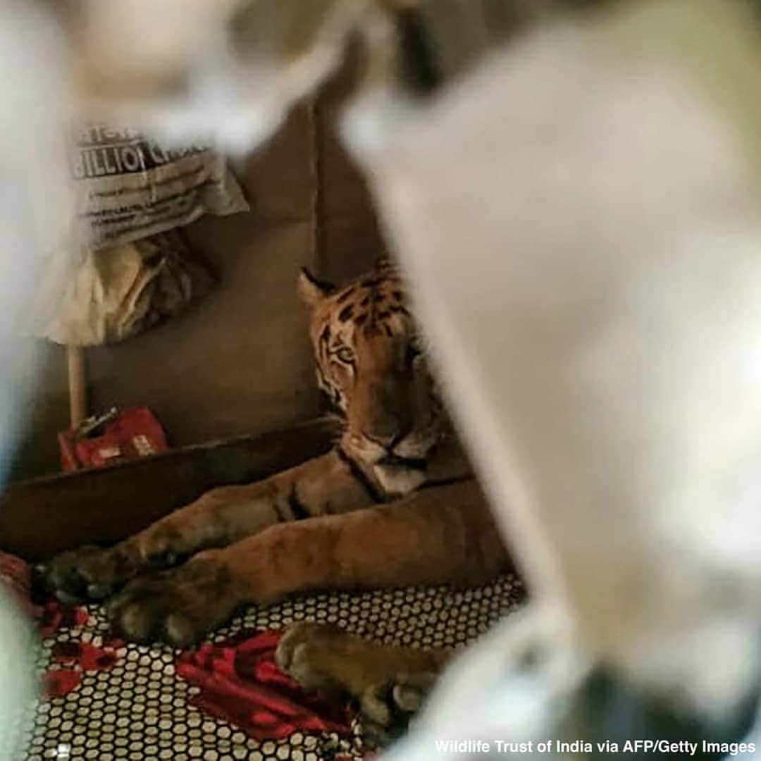 ABC Newsさんのインスタグラム写真 - (ABC NewsInstagram)「A tiger finds refuge in a shop in eastern India amid heavy flooding from monsoons. Nearly 100 animals have died from the flooding at the nearby Kaziranga National Park, from which the tiger is believed to have escaped. #tiger #flood #monsoon #animals #weather」7月20日 1時24分 - abcnews