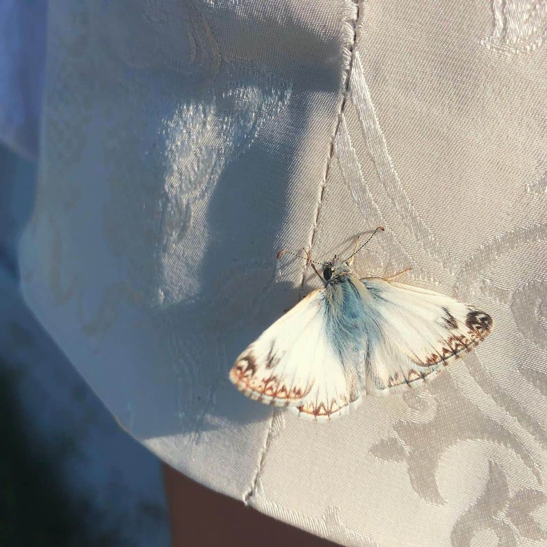 カーラ・デラスのインスタグラム：「Blessed by a moth」