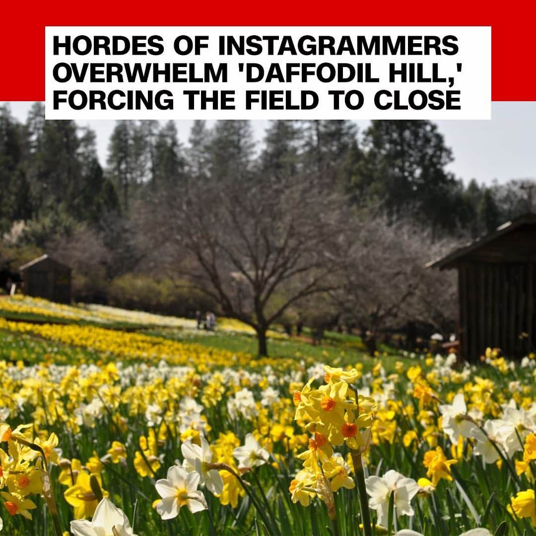 CNNさんのインスタグラム写真 - (CNNInstagram)「This is why we can’t have nice things. Earlier this week, the family that manages the property known as “Daffodil Hill” outside of Sacramento, California, announced the site would be closed indefinitely due to overcrowding from tourists. The widely Instagrammed field filled with yellow and white flowers 🌼 has seen a huge influx of visitors, choking the local roads with traffic and causing environmental damage. “We came to realize that the limitation on the size of our parking areas and the inability of the local road infrastructure to handle the volume created liability and safety concerns,” the family said in a Facebook post announcing the closure. (📸: Shutterstock)」7月20日 1時39分 - cnn