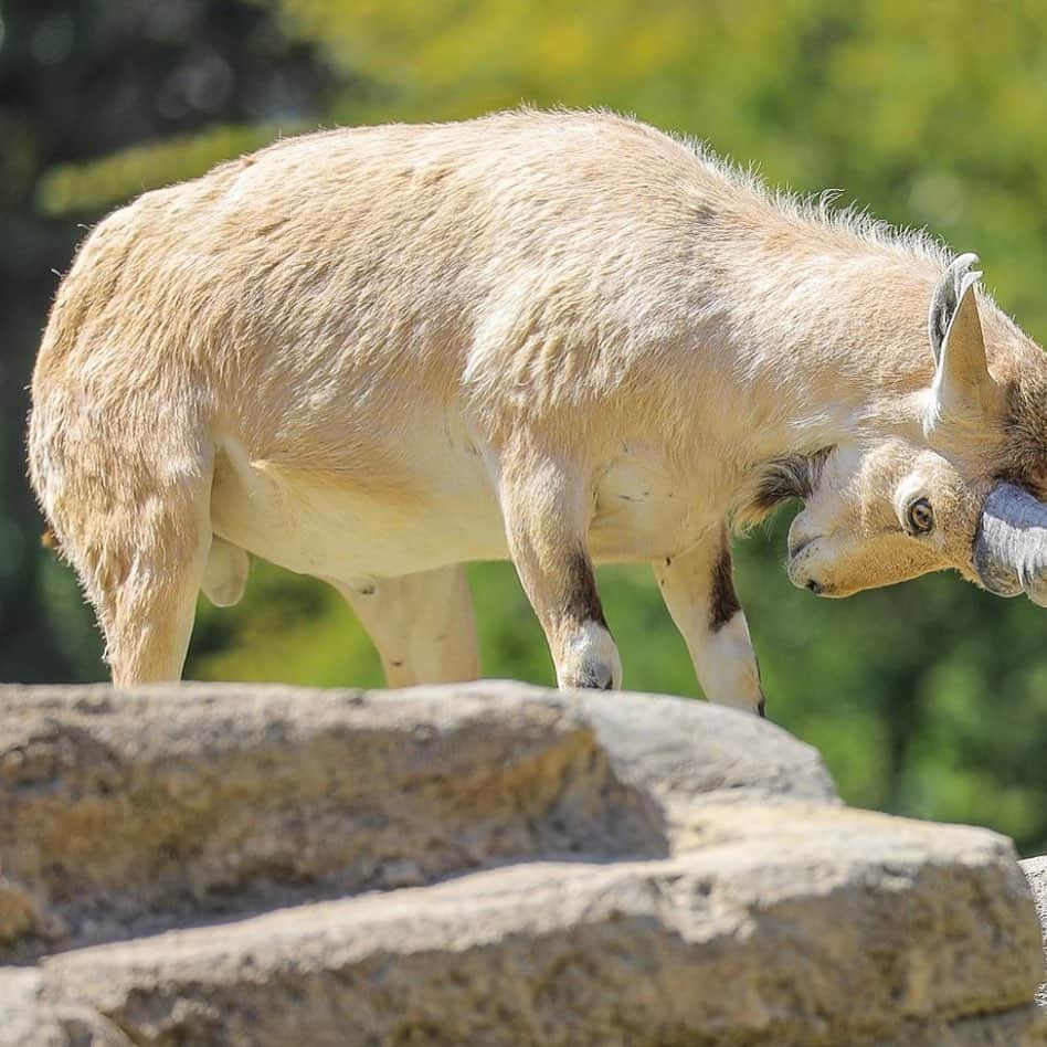 San Diego Zooさんのインスタグラム写真 - (San Diego ZooInstagram)「(Swipe ⬅️) Trust me, I won't steer you wrong. 📷: Ian Gill  What's your caption?  A bit of context: This can sometimes occur when an #ibex (left) tries to move a gelada off a food source. The #geladas often persist and stand their ground. In this case, the baboon grabbed the ibex's horns and the ibex lowered its head, then the baboon let go seconds later and the ibex moved on with no incident. These kinds of inter-species interactions elicit natural behaviors and provide opportunities to thrive. #captioncontest #sdzooafricarocks #interspeciesfriends #sandiegozoo」7月20日 1時44分 - sandiegozoo