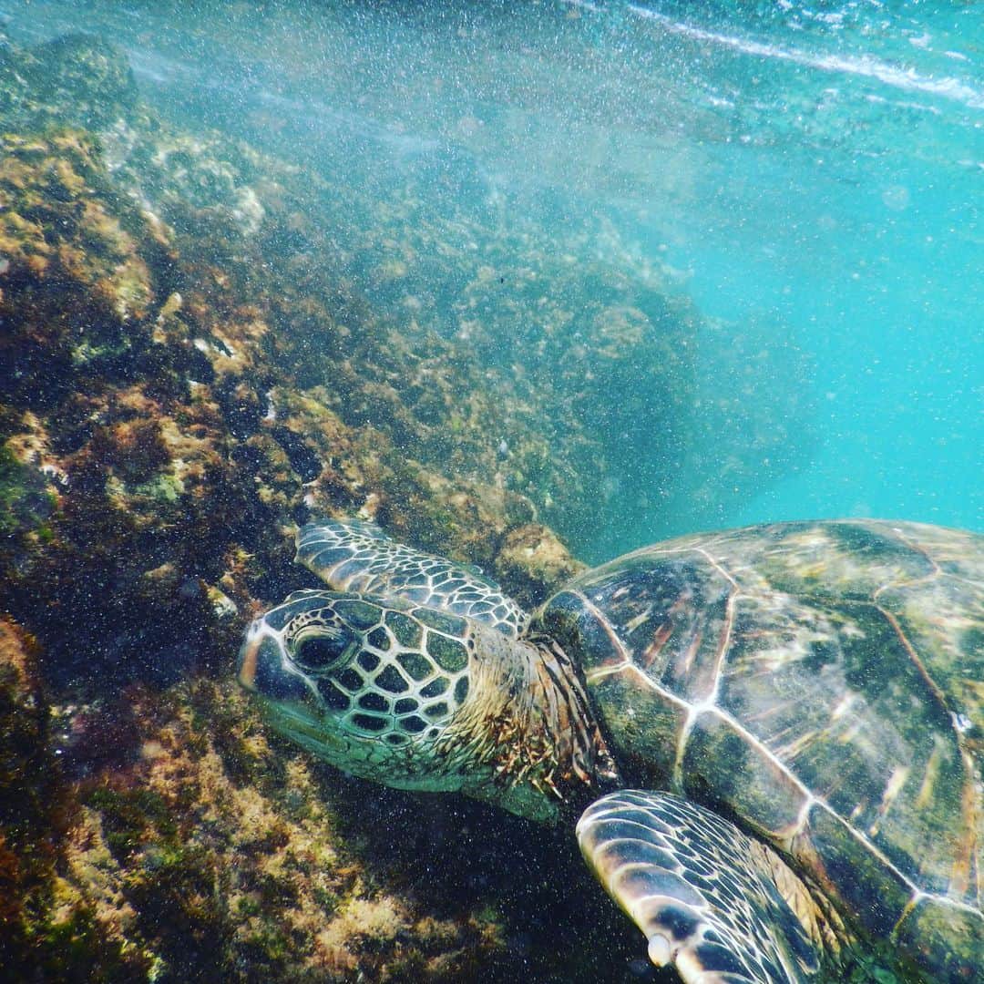 池田香織さんのインスタグラム写真 - (池田香織Instagram)「マウイ島で一度だけ出会えた亀さん🐢  小さい頃から海が怖くて、でも克服したくて、キレイな海で出来れば一年に一度はシュノーケリングをするようにしています🥽✨ 想像以上に優雅で、そして美しい瞳に感動しました。  海の中で出会う生物に対する怖さはあったけども、その慈悲深く温かい目に心を奪われました。  #マウイ島 #maui #turtle」7月20日 2時18分 - qaori