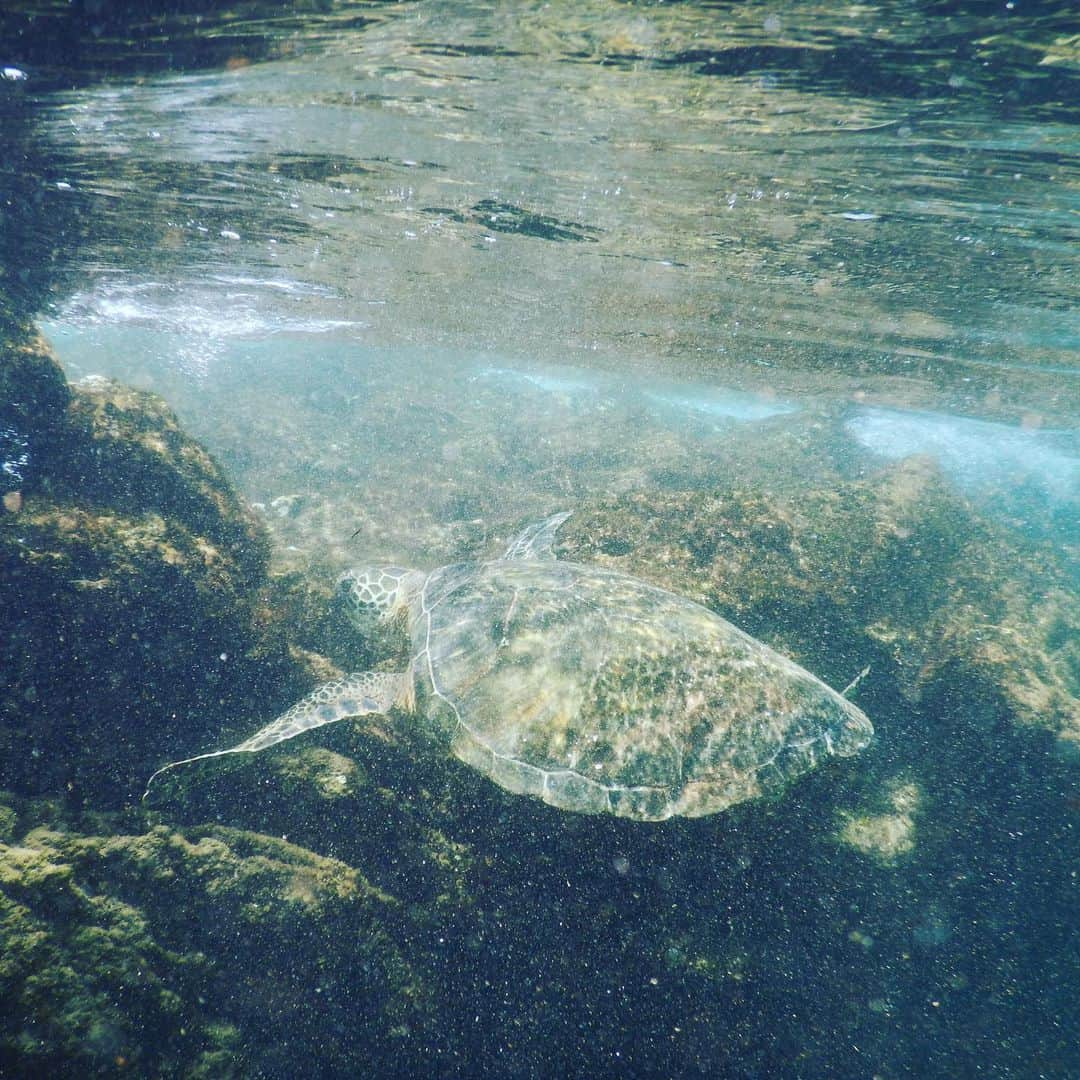 池田香織さんのインスタグラム写真 - (池田香織Instagram)「マウイ島で一度だけ出会えた亀さん🐢  小さい頃から海が怖くて、でも克服したくて、キレイな海で出来れば一年に一度はシュノーケリングをするようにしています🥽✨ 想像以上に優雅で、そして美しい瞳に感動しました。  海の中で出会う生物に対する怖さはあったけども、その慈悲深く温かい目に心を奪われました。  #マウイ島 #maui #turtle」7月20日 2時18分 - qaori