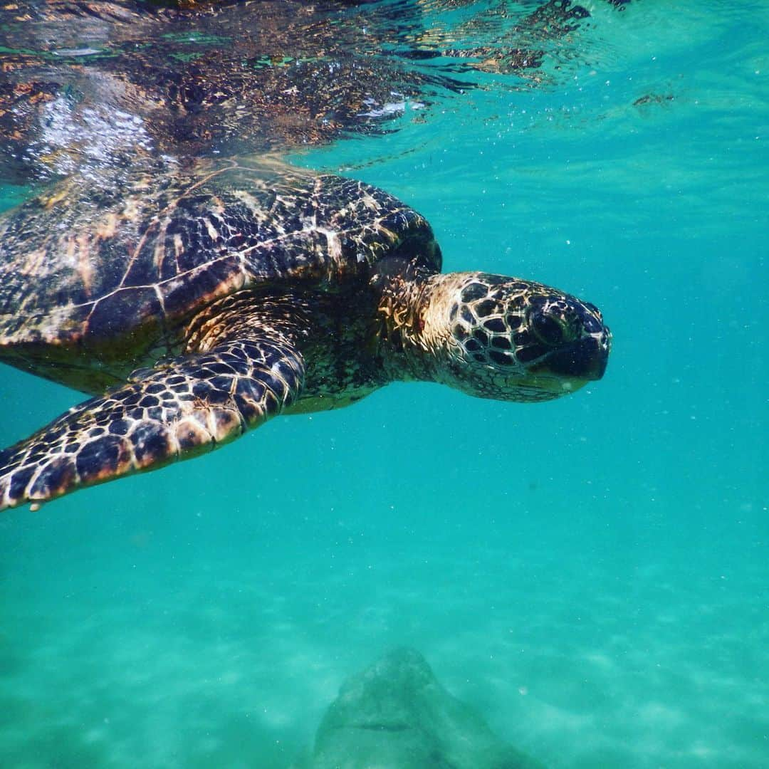 池田香織さんのインスタグラム写真 - (池田香織Instagram)「マウイ島で一度だけ出会えた亀さん🐢  小さい頃から海が怖くて、でも克服したくて、キレイな海で出来れば一年に一度はシュノーケリングをするようにしています🥽✨ 想像以上に優雅で、そして美しい瞳に感動しました。  海の中で出会う生物に対する怖さはあったけども、その慈悲深く温かい目に心を奪われました。  #マウイ島 #maui #turtle」7月20日 2時18分 - qaori