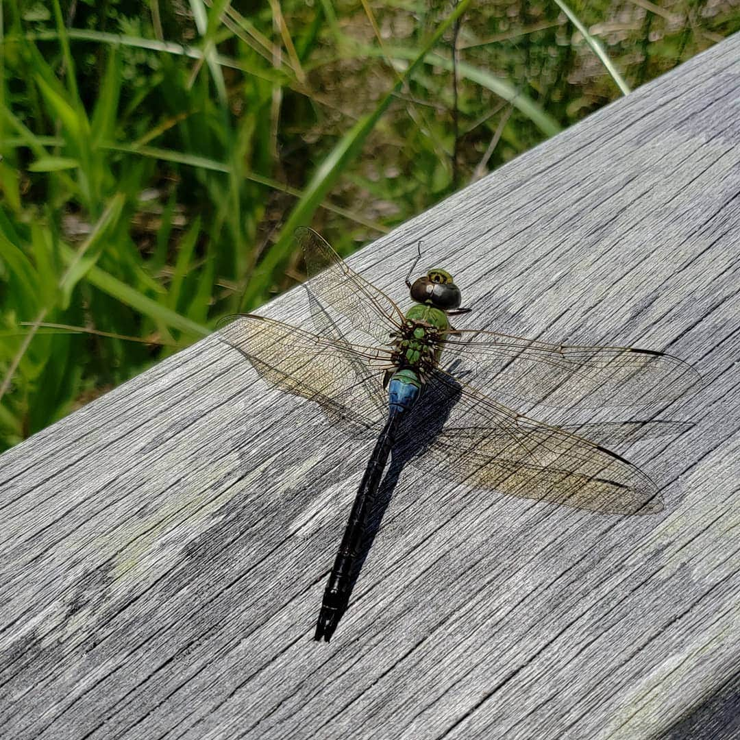 サラ・ジェシカ・パーカーさんのインスタグラム写真 - (サラ・ジェシカ・パーカーInstagram)「RIP you gorgeous Dragonfly. X,SJ」7月20日 2時15分 - sarahjessicaparker