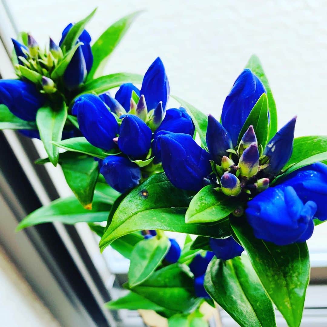 大隅智子さんのインスタグラム写真 - (大隅智子Instagram)「鮮やかな青の花「リンドウ」。 #リンドウ #岩手」7月20日 13時07分 - tomokotenki