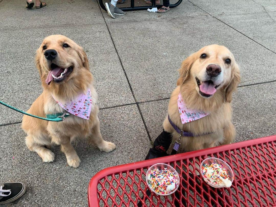 モヒートさんのインスタグラム写真 - (モヒートInstagram)「I got to get out of the house and get some 🍦 with my sister tonight! ------------------------------- #goldensofig #goldenretriever  #goldenretrieversofinstagram #betterwithpets #dogsofig  #dogsofinstagram #fluffypack #gloriousgoldens #welovegoldens #ilovemydog #goldenlife #bestwoof #ProPlanDog #ilovegolden_retrievers #mydogiscutest #retrieversgram #dogsofcle  #spoiled #icecream」7月20日 11時45分 - mojito_rose_family