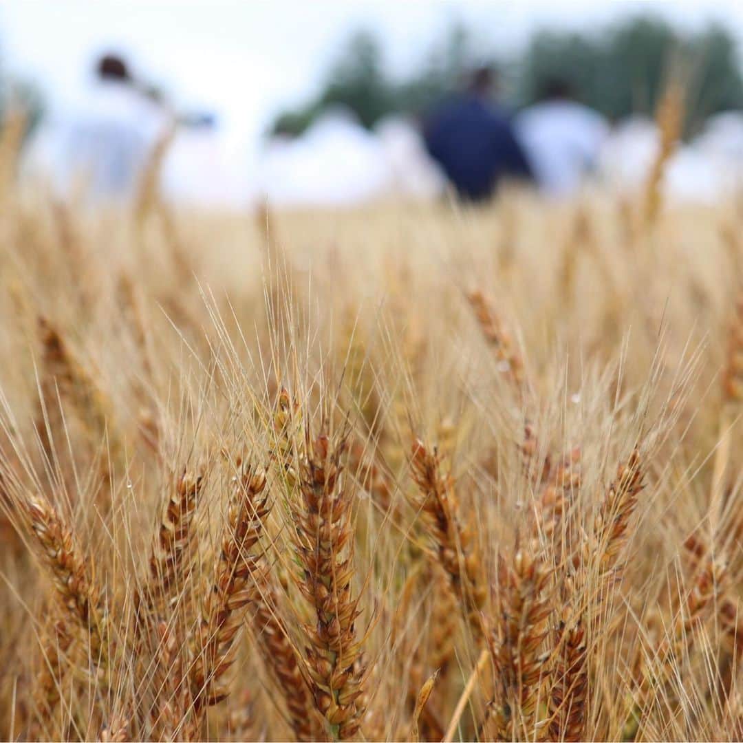 Pasco/敷島製パン株式会社さんのインスタグラム写真 - (Pasco/敷島製パン株式会社Instagram)「【国産小麦にふれる北海道の旅🛩vol.6】 * 子どもだったら#かくれんぼ ができそうなくらいの高さまで、まっすぐに育った小麦たちは、もうすぐ収穫👨‍🌾 * 小麦を収穫したり、トラクターに乗ったりと、めったにできない貴重な体験です✨ * #Pasco #パスコ #国産小麦 #北海道 #キャンペーン #国産小麦にふれる北海道の旅 #北海道旅行 #小麦畑 #ゆめちから #貴重な体験#十勝 #帯広 #Pascoゆめちから農場 #小麦畑見学 #小麦の収穫体験 #収穫体験 #貴重な体験」7月20日 11時45分 - pasco.jp