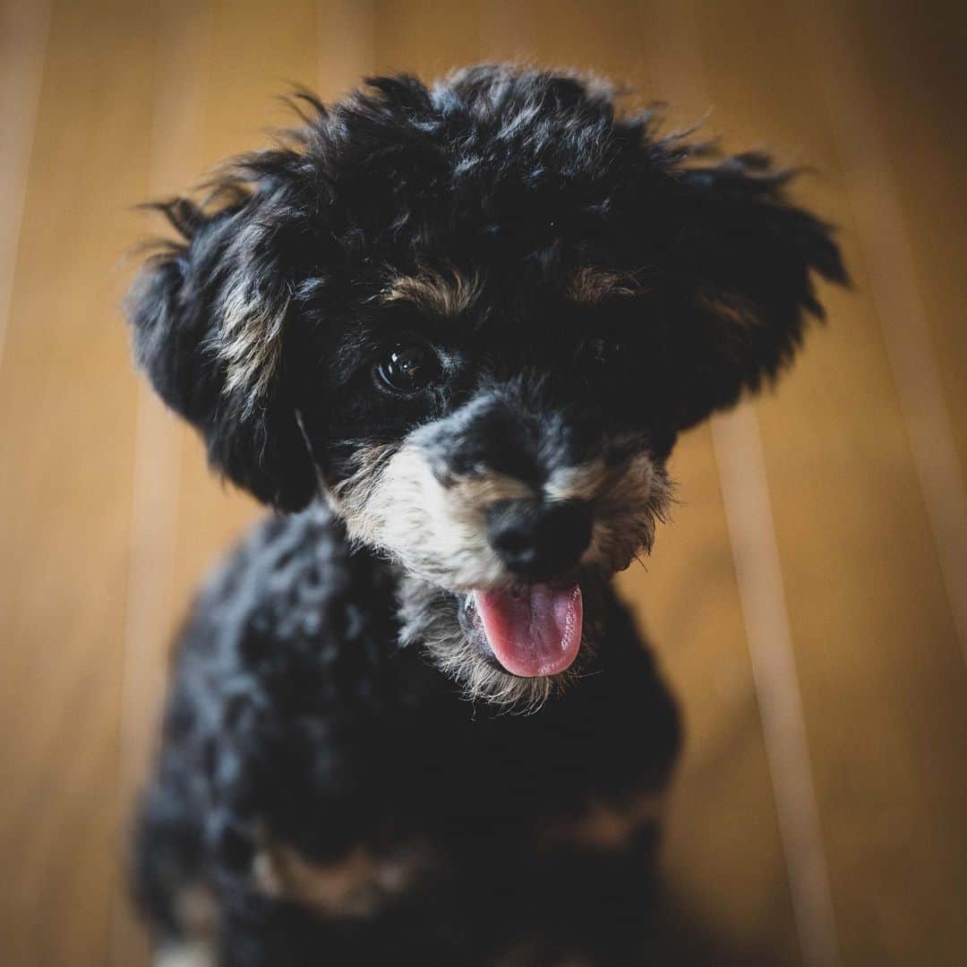 Shinsuke Inoueさんのインスタグラム写真 - (Shinsuke InoueInstagram)「A #Poodle that has golden eyebrows by nature. We adopted him 3 month ago. Super energetic and undisciplined but a lot of pleasure to be with him:) #dog #animal #犬 #動物」7月20日 12時27分 - s_n_k