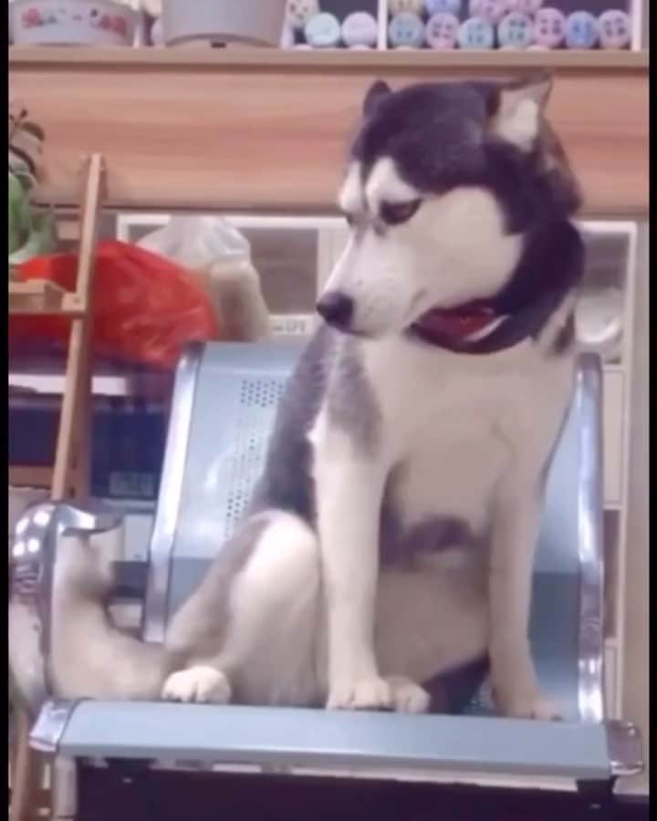 husky and malamuteのインスタグラム：「Dance together.😂😂🤣」