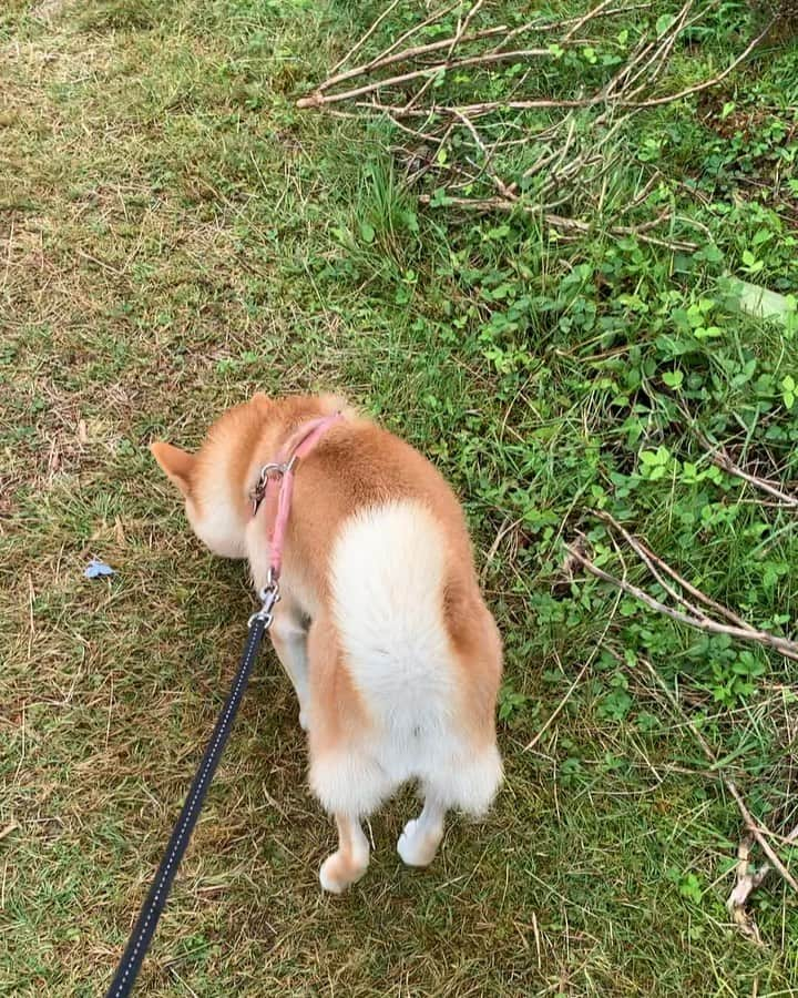 shibainu berryのインスタグラム