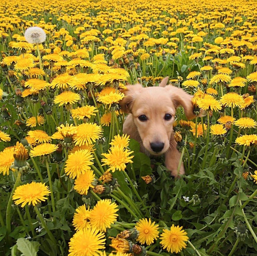 ハッチ＆ニコのインスタグラム：「Puppy Nico (3 months old) 🐶🌼 チビッコ写真を見せっこする親バカのタグ. #saturday_puppyfes  土曜日恒例パピフェスですよ～🐾. . #チビnico #pecoいぬ部 #カメラ嫌い同好会  #犬の生活が第一 #癒しわんこ #dachshund #犬バカ部 #短足部 #ふわもこ部 #tokyocameraclub #東京カメラ部」