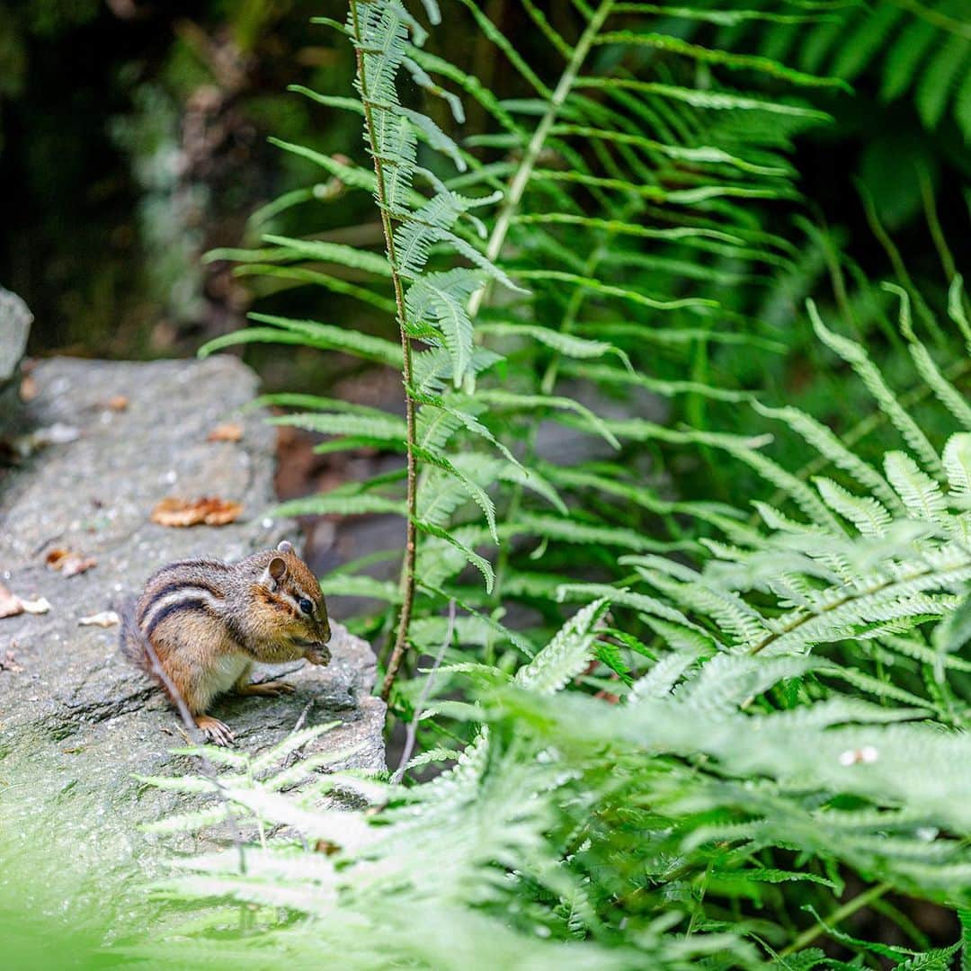 ニューヨーク植物園さんのインスタグラム写真 - (ニューヨーク植物園Instagram)「Look for treasures along the paths of the Rock Garden, which invites you to explore its quiet and secluded displays, where small and vibrant alpine plants flourish. This is #WhatsBeautifulNow. #plantlove」7月20日 4時08分 - nybg