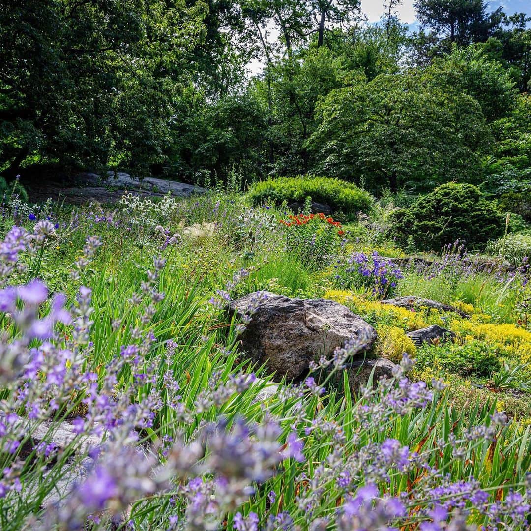 ニューヨーク植物園さんのインスタグラム写真 - (ニューヨーク植物園Instagram)「Look for treasures along the paths of the Rock Garden, which invites you to explore its quiet and secluded displays, where small and vibrant alpine plants flourish. This is #WhatsBeautifulNow. #plantlove」7月20日 4時08分 - nybg