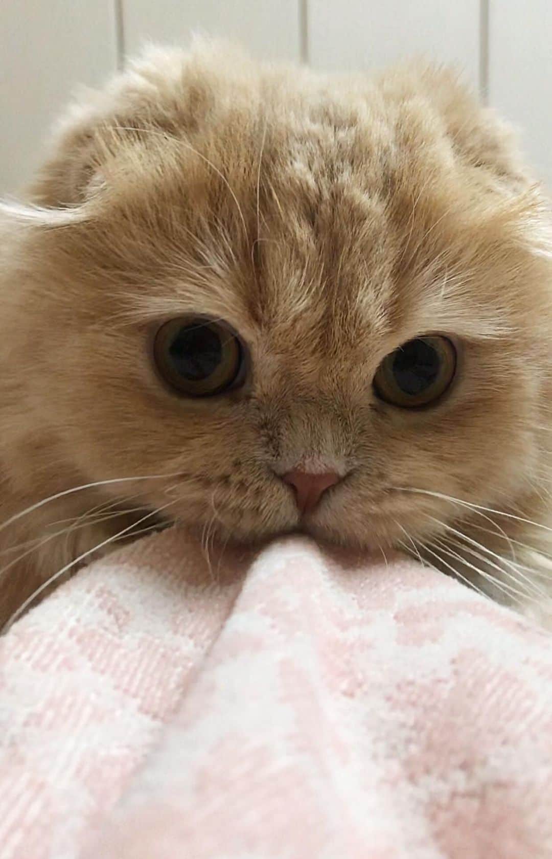 のインスタグラム：「. . Happy #Caturday Have a nice weekend 遊びたいけど お目目が... みにゃさん︎💕︎良い週末をお過ごしくだにゃい . @nyanstagram.calico あいちゃんの #ふわ20祭 あとからpicでも参加するにゃ🎶 . #ベルちゃん #すずちゃん ・ NAME : Bell  ベルちゃん Breed : minuet  ミヌエット 🎂 : 2016.5.15  3歳 ・ NAME : Suzu すずちゃん Breed : Scottish fold スコティッシュフォールド 🎂 : 2018.3.21  1歳」