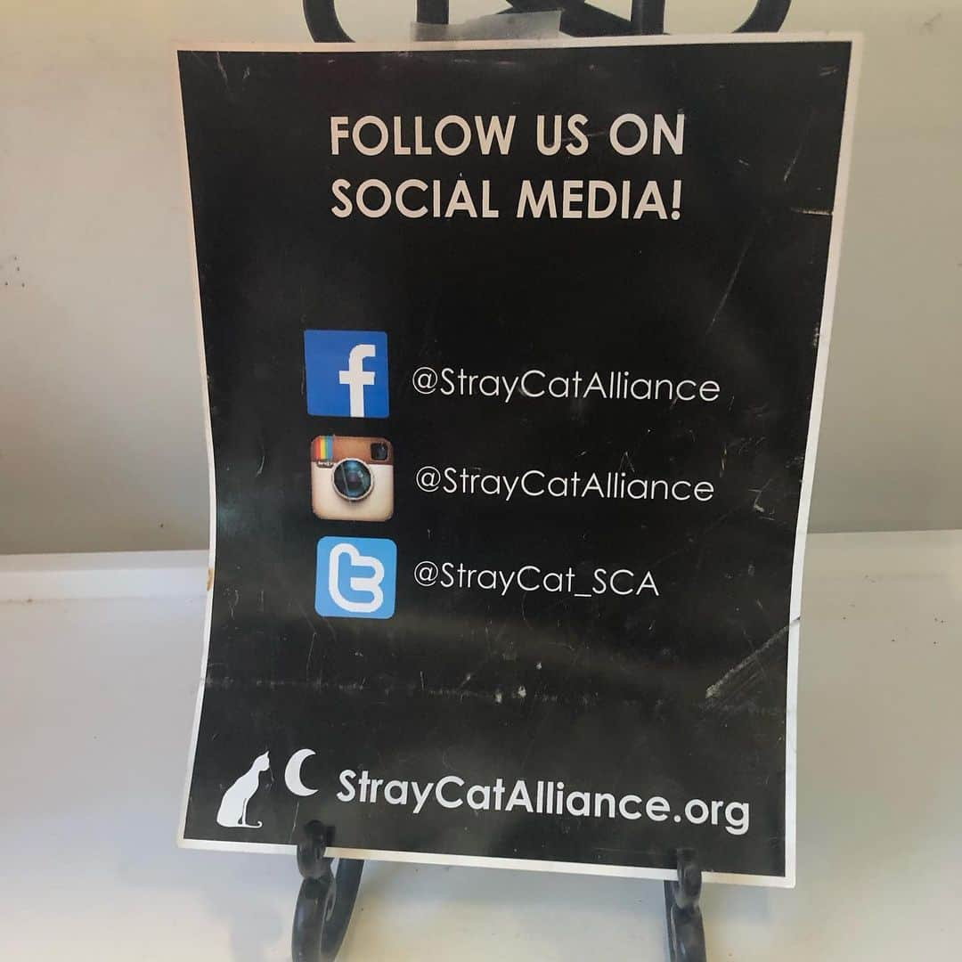 アルベルトさんのインスタグラム写真 - (アルベルトInstagram)「So normally I’d feel betrayed by my guardians visiting other felines,  but this organization @straycatalliance is so great that I don’t mind. My bff Buddy came from a shelter. Rescue cats my peeps, we’re not damaged, we’ve just gotten lost. Adopt for your home or business. Meow Please Follow. #straycatalliance .」7月20日 4時30分 - pompous.albert