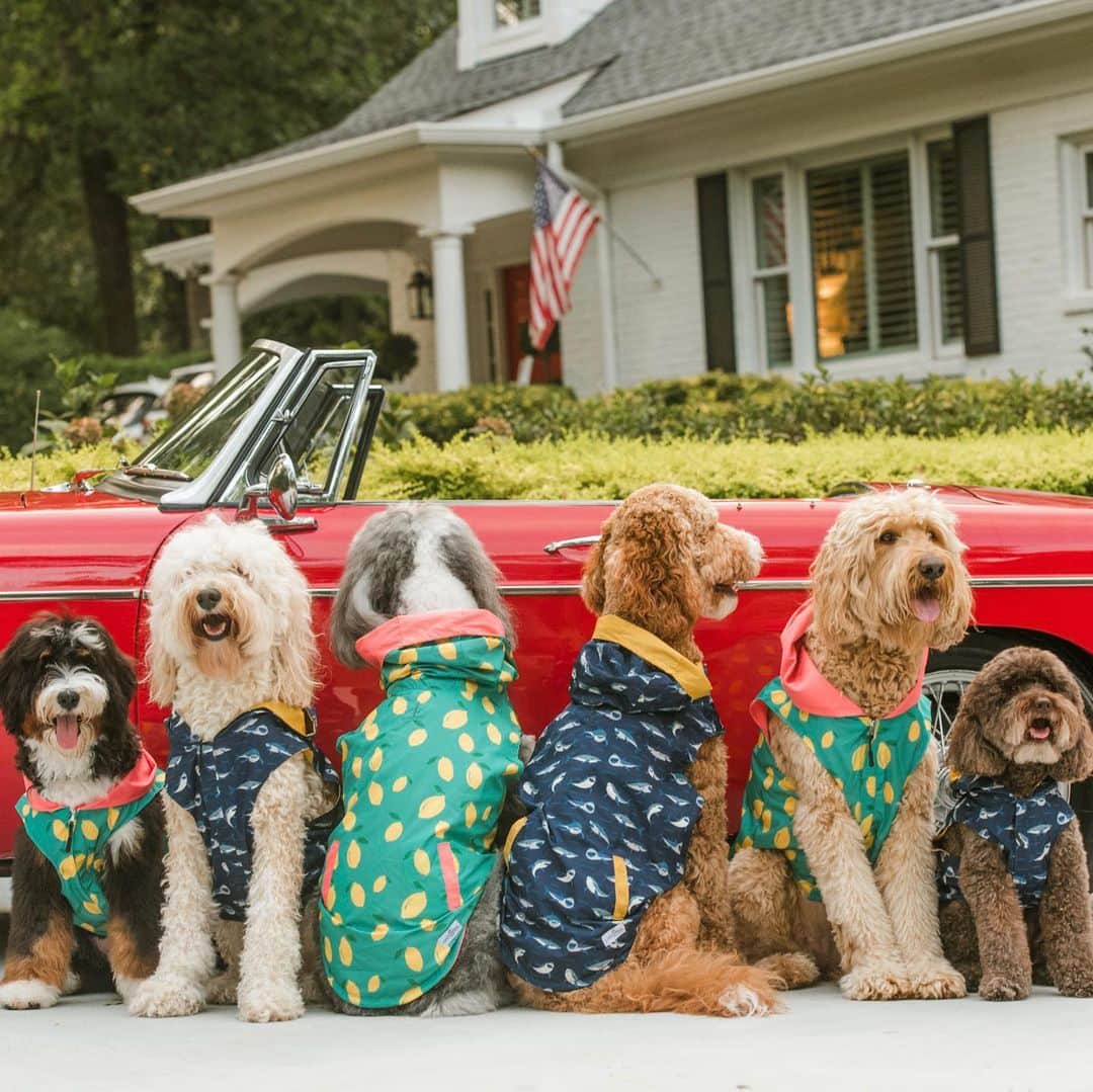 DogsOf Instagramのインスタグラム：「We’re in love with @thatdoodsquad in their @lucyand.co raincoats!! p.s. congrats to our giveaway winners @puppymanifesto & @maya_the_maginifcent!! Congrats 🎉  #dogsofinstagram」