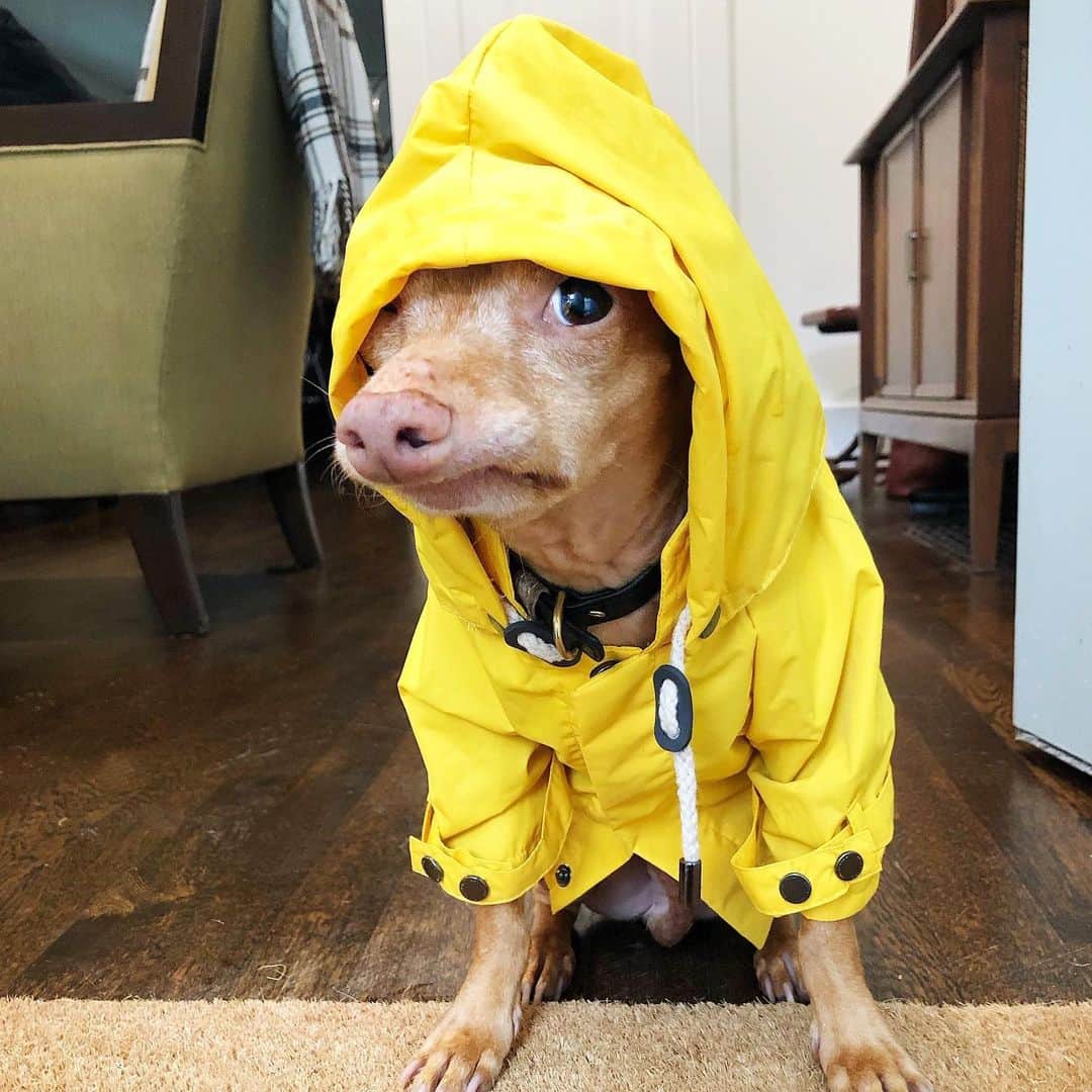 Tuna {breed:chiweenie} さんのインスタグラム写真 - (Tuna {breed:chiweenie} Instagram)「I wanted to take a photo of him in his cute @themaxbone raincoat IN the rain, but he didn’t want me to do that (clearly). So since he’s the boss of me (haha), we compromised. #insiderainshot」7月20日 4時43分 - tunameltsmyheart