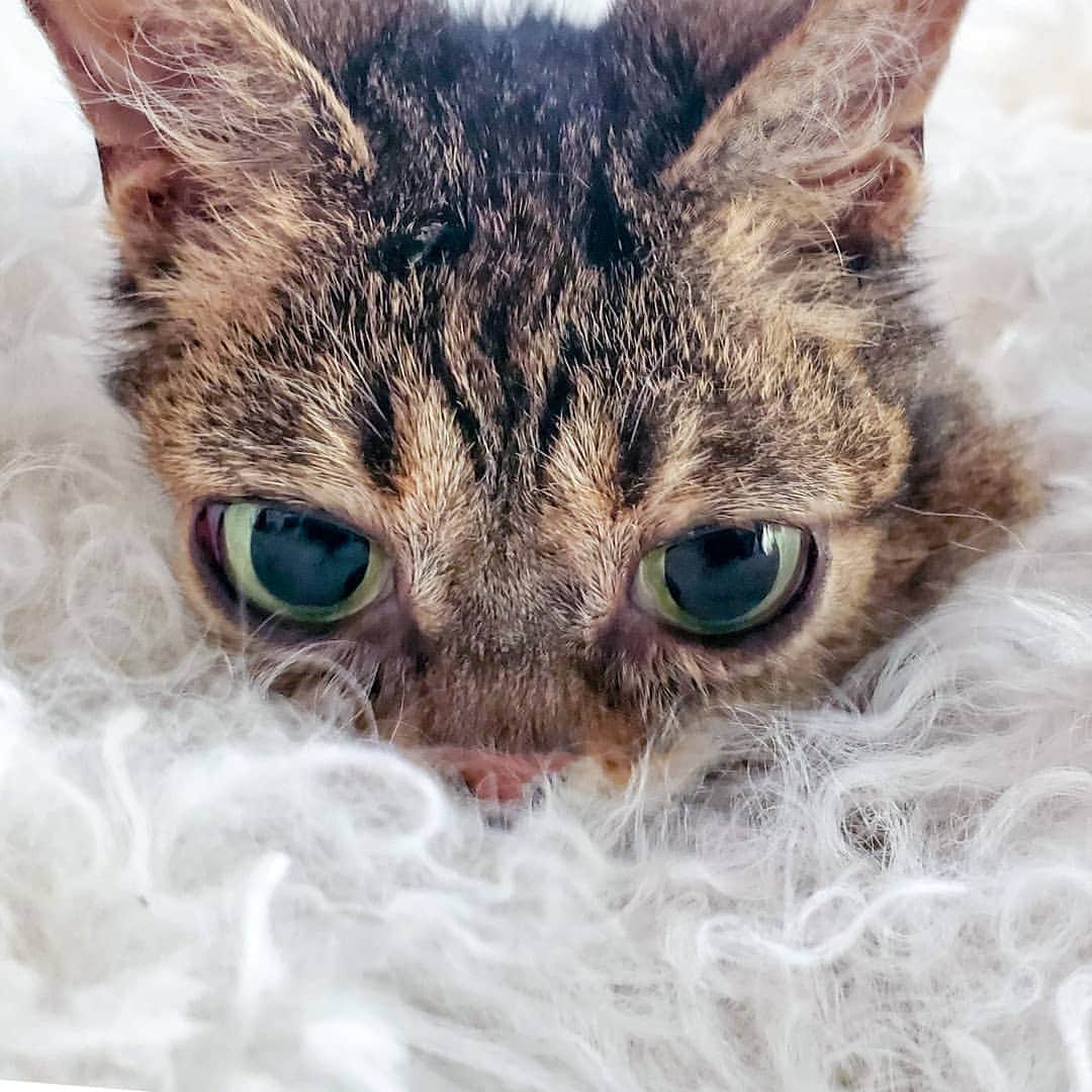 Lil BUBさんのインスタグラム写真 - (Lil BUBInstagram)「We just got to Oakland and I took this photo and I love it very much. #goodjobbub #BUBayArea #lilbub」7月20日 5時04分 - iamlilbub