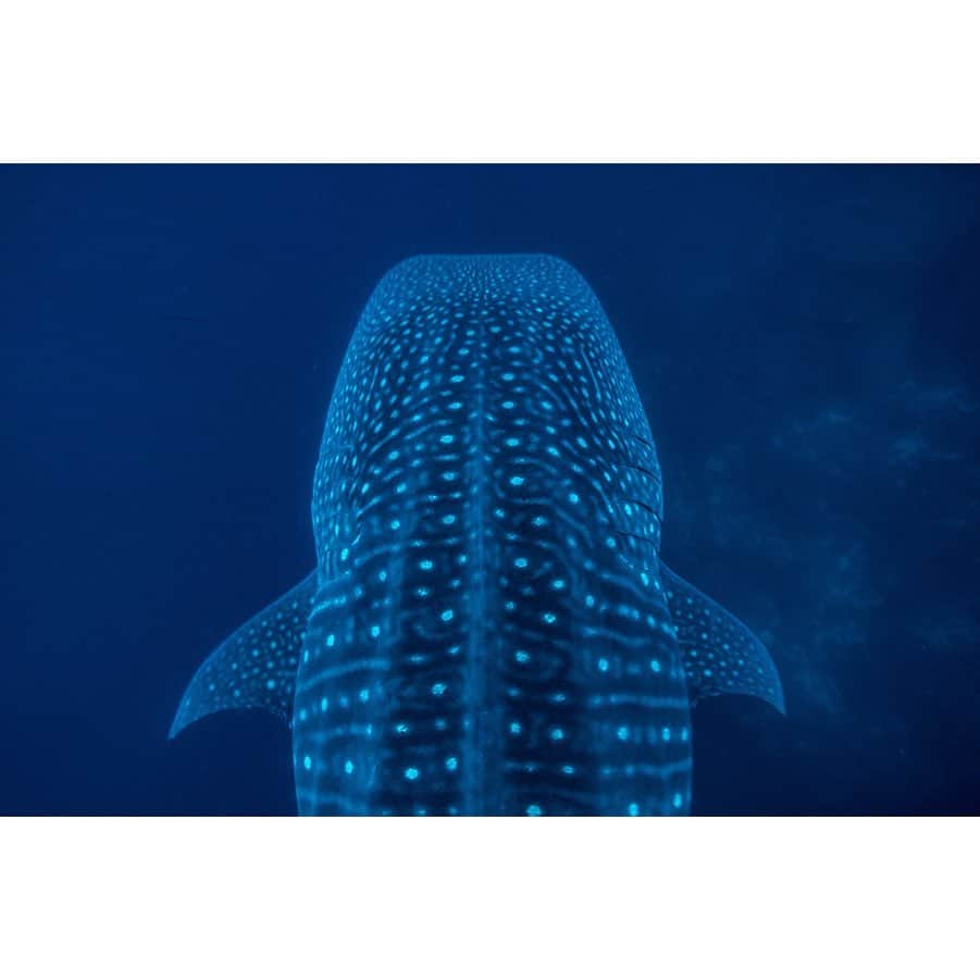 National Geographic Creativeさんのインスタグラム写真 - (National Geographic CreativeInstagram)「What's your favorite photo? Check out what caught our eye in this week's selection of #WhatWeLiked from the Image Collection editors | #Hoverfly by @doug_gimesy | #WhaleShark by @cristinamittermeier | #PineRidgeIndianReservation by @argonautphoto | #Medicine by @gabrielegalimbertiphoto」7月20日 5時01分 - natgeointhefield