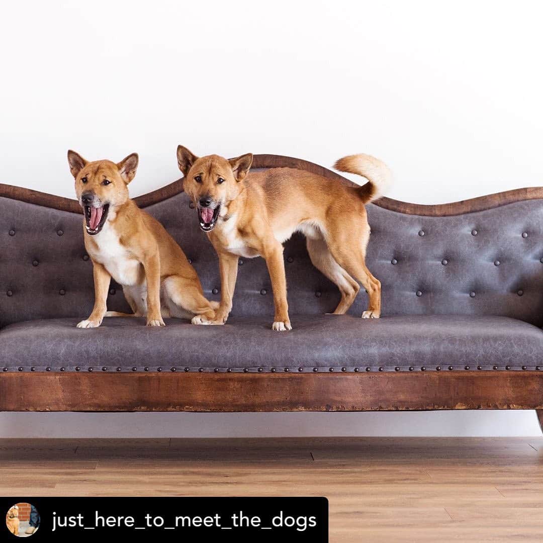 Rylaiさんのインスタグラム写真 - (RylaiInstagram)「More of the boys!!! . Posted @withrepost • @just_here_to_meet_the_dogs The New Guinea singing dog is a subspecies of our domesticated best friends, considered a primitive dog.  These wild dogs are thought to be the earliest living link between wolves and domesticated dogs.  And I got to meet them!! This pair, Nick and Stumpy are rescues and have been domesticated as ambassadors to educate the public about these amazing wild dogs that have lived in the Papua New Guinea Highlands for thousands of years.  It is now believed that just a few singing dogs remain in the wild.  If you get a chance google them to find an audio clip of where they get their “Singing” name.  You can see more of Nick and Stumpy and their foxy friends too @jabcecc」7月20日 5時25分 - jabcecc