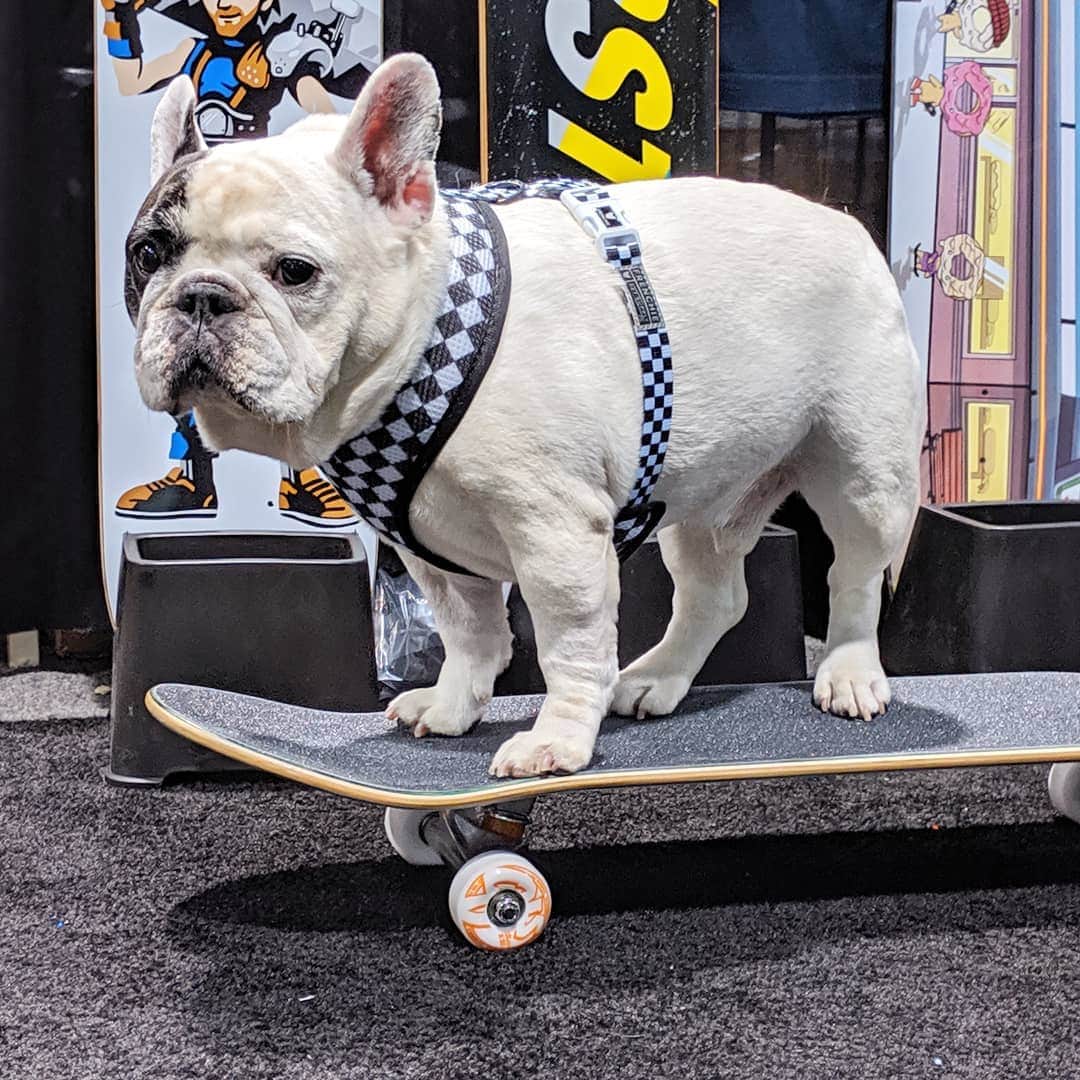 Manny The Frenchieのインスタグラム：「Sk8tr boi 🛹🤙 Harness: @frenchie_bulldog」