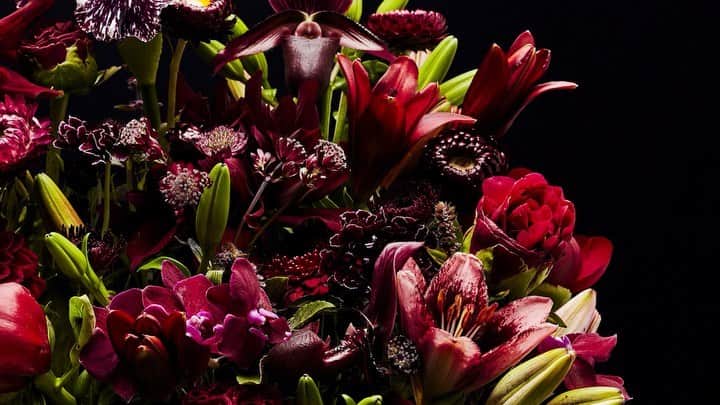 椎木俊介のインスタグラム：「Flowers  #azumamakoto #makotoazuma #shiinokishunsuke #amkk #amkkproject #flowers #flowerart #東信 #東信花樹研究所 #花  #timelapse #60秒 #60s」