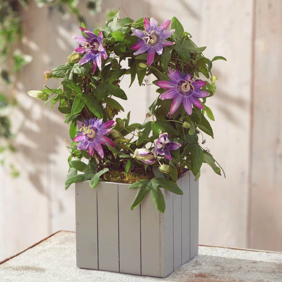 Nextさんのインスタグラム写真 - (NextInstagram)「Our Passiflora planter also know as 'passion flowers' is part of our NEW summer plant collection, and one guaranteed to add a statement to your outdoor space! 🌿 Order now through the link in our bio. #plants #nextplants #passiflora #garden #outdoors #outdoor #summer」7月20日 6時54分 - nextofficial
