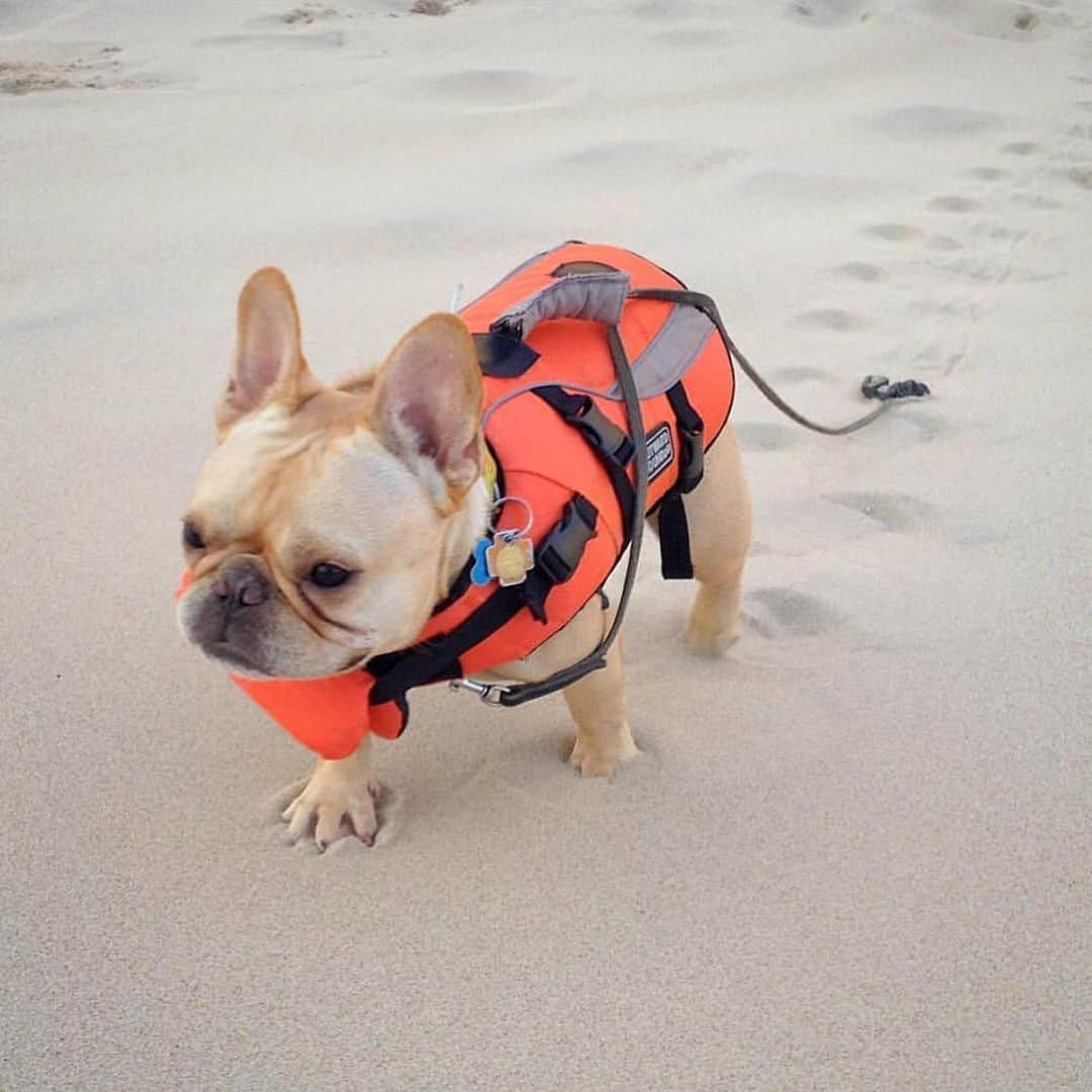 Hamlinさんのインスタグラム写真 - (HamlinInstagram)「What the temperature feels like in Chicago right now. 🔥🌋🥵 .......... #fbf #weekend #heatwave」7月20日 7時05分 - hamlin_the_frenchie