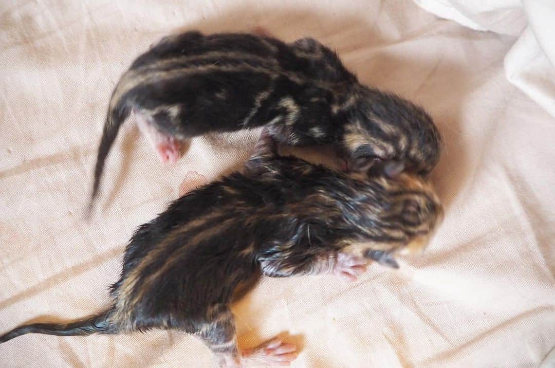 のインスタグラム：「昨晩から今朝にかけて 愛猫ベンガルの♀アメリが出産しました‼️ 2匹無事に出産。  小学校の頃から獣医になりたかった私は動物の専門高校に行っていました。 当時は沢山の動物に囲まれていろんな体験をしました！動物のお世話はもちろん、健康管理の注射も何本打ったわからないほど。 今は、ネイルアーティストとして活動していますが動物をこよなく愛しております🥰  今回、逆子だったので、手助けをして取り上げました✨  なんと2匹とも模様は 珍しい#ブラウンマーブルドタビー ‼️ #ブラウンスポテッドタビー #アメラズ兄妹 に家族が増えました。 可愛すぎて悶絶です😍  日々の更新は @bengal_my  猫好きさんは🐈是非！  #セロトニン #副交感神経優位 #副交感神経 #叶姉妹 #ベンガル  #bengalcat #bengal #猫 #猫出産 #猫好き #cat #妊娠 #出産 #子猫 #仔猫 #ベンガル猫 #ベンガル子猫 #ベンガルマーブル」