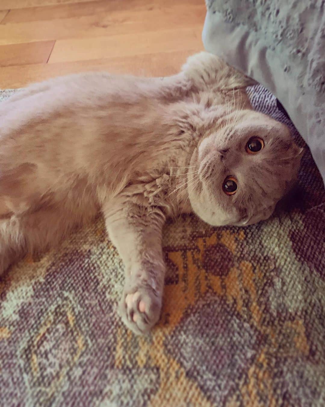 Millaさんのインスタグラム写真 - (MillaInstagram)「Y’all ready for the weekend?! 😽💕 #FriYAY #millathecat」7月20日 7時22分 - millathecat