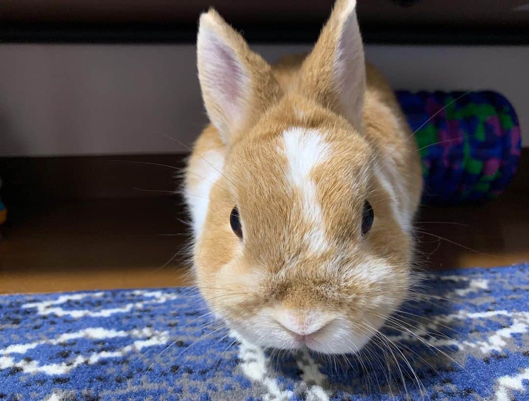 BUNNY?TUNA? さんのインスタグラム写真 - (BUNNY?TUNA? Instagram)「2019/7/20✨ ヌーン🙌🏻 . #手足短い #ネザーランドドワーフ#ツナ#TUNA#うさぎ#ふわもこ部#うさぎ部#うさぎのしっぽ#ペット#netherlanddwarf#bunnystagram#rabbit#lapin#cutebunny#bunnylove#bunnies#pet#petgram#rabbitstagram#japan#kawaii#weeklyfluff#cutepetclub#instapets#instabunnies#animallovers @junkuwana55」7月20日 7時21分 - bunny_tuna