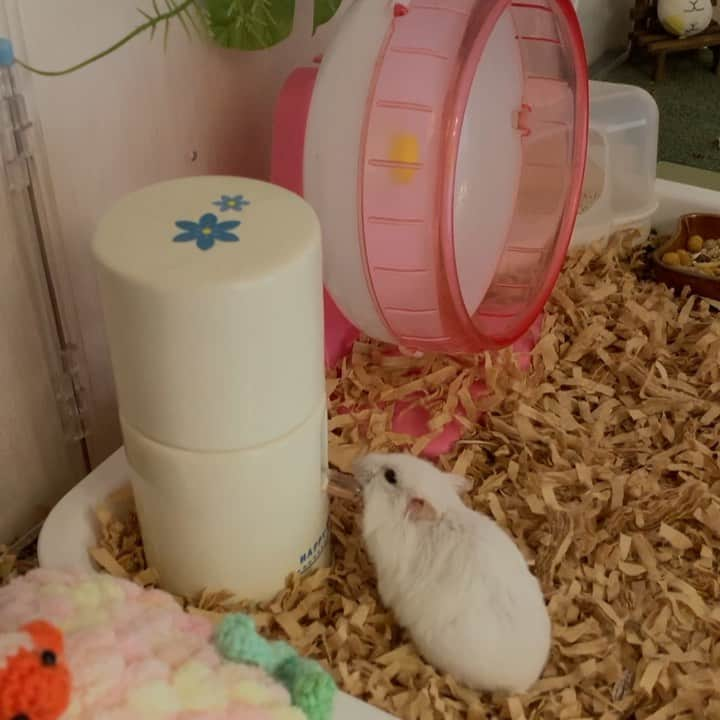 hamster_mocoのインスタグラム