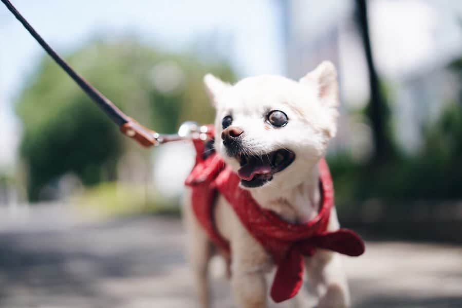 eiko kagamiさんのインスタグラム写真 - (eiko kagamiInstagram)「我が家のアイドル爺さん、コナンのトリミング直後🐶✨ こぐまみたいでほんと愛おしい🤣🥺❤️ 最近寝てる時間が増えてきた。。 まだまだ元気でいてね爺ちゃん！ . . . #チワワ #愛犬#老犬 #コナン#19歳 #みんなの癒し #長老#空気感すごいw #散歩も #すこぶるスローリー😂❤️」7月20日 7時36分 - eikooo7