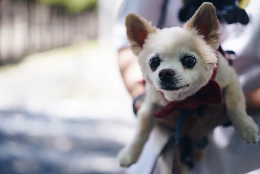 eiko kagamiさんのインスタグラム写真 - (eiko kagamiInstagram)「我が家のアイドル爺さん、コナンのトリミング直後🐶✨ こぐまみたいでほんと愛おしい🤣🥺❤️ 最近寝てる時間が増えてきた。。 まだまだ元気でいてね爺ちゃん！ . . . #チワワ #愛犬#老犬 #コナン#19歳 #みんなの癒し #長老#空気感すごいw #散歩も #すこぶるスローリー😂❤️」7月20日 7時36分 - eikooo7