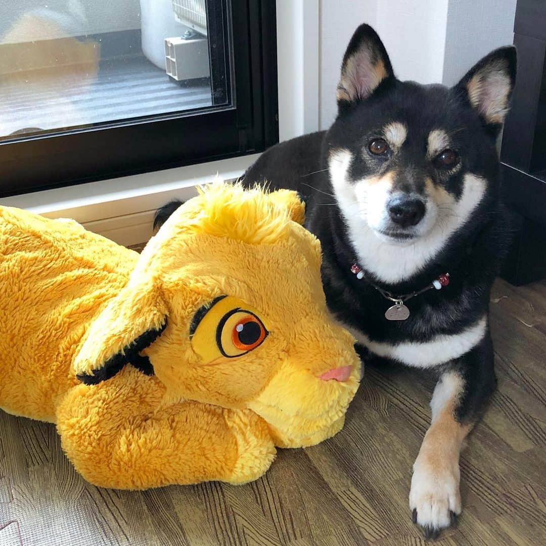 vo_coのインスタグラム：「🦁🐶 四半世紀振りにライオンキング観たよ 内容すっかり忘れてた 最後人間に食べられちゃうんだっけ？と思ったらそれはジャングル大帝だった… うちにも義妹がTDLで買ってきてくれたシンバがいるけど、うちでは専ら『しし丸』と呼ばれてます笑 * #shibastagram #instashiba #shiba #shibainu #黒柴 #柴犬 #ライオンキング #lionking #シンバ #お父さんはパンジャだと思ってた」