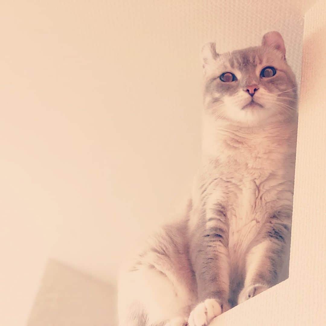辻本祐樹さんのインスタグラム写真 - (辻本祐樹Instagram)「おはよ！  今日 #うそかん ２公演！ あたたかい応援に感謝☆  六本木にてお待ちしております♪  #cat #love #猫」7月20日 8時00分 - tsujimotoyuuki