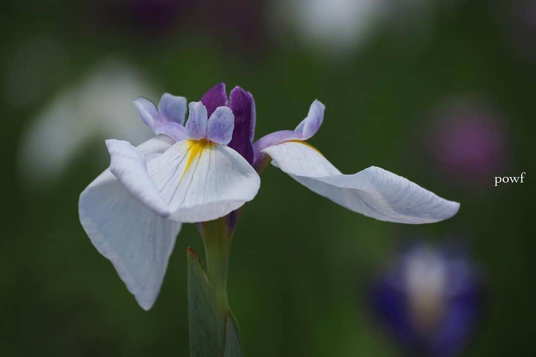 anemone_69のインスタグラム：「⋆*❁*⋆ฺ｡*」