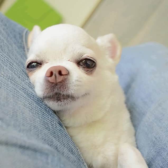 KORIKIのインスタグラム：「おはようございます♪ * #定位置 #dogofsapporo #dog, #dogs, #dogstagram,#chihuahua,#犬バカ部,#チワワ,#koriki, #hanadog #白スムチ連合会, #スムチー,  #dogofthedayjp, #dogoftheday  #ilovemydog #instadog #instapet #WhiteChihuahua  #吉娃娃 #치와와  #dogsofinstagram #Chihuahualover  #チワワの輪 #barkbox #WhiteChihuahuaParty #もふもふモフモフ」