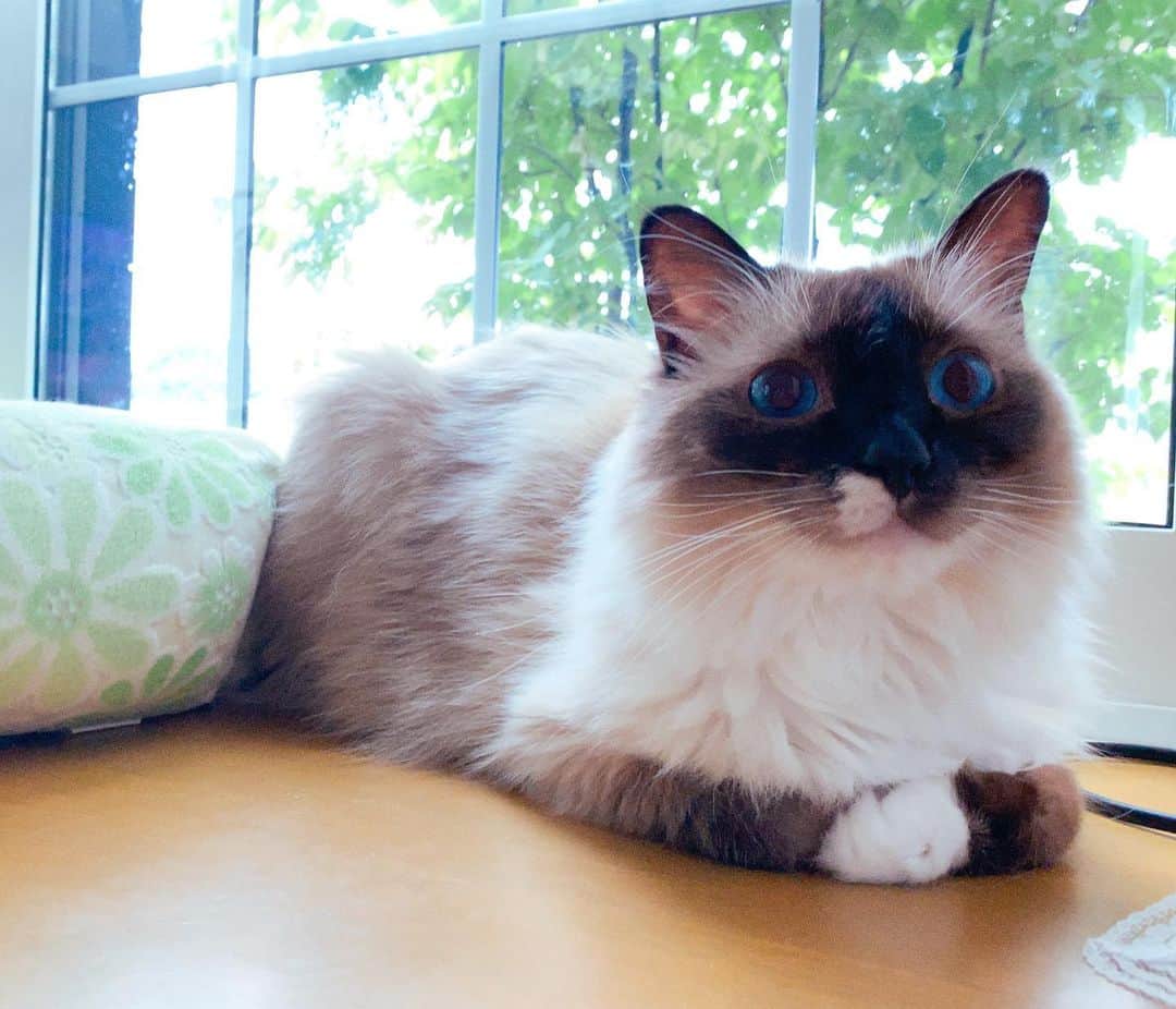takegaeruのインスタグラム：「今朝もグッドスマイルでごきげんよう😊 #cat #猫 #ragdoll #ラグドール #ホワイトポッチーズ」