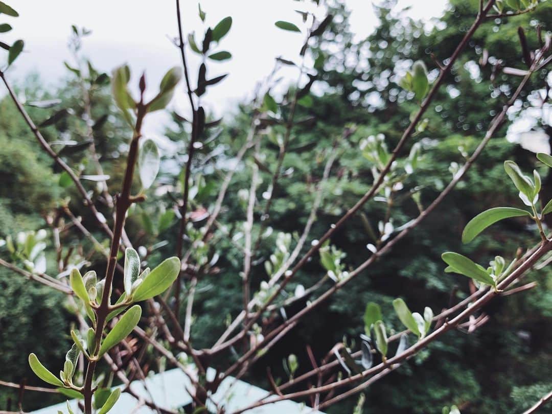 菊地舞美さんのインスタグラム写真 - (菊地舞美Instagram)「🌿 ・ おはようございます☀ ・ 枯れてしまったと諦めていたオリーブの木…💭 ・ ・ なんと新芽がたくさん生えてきました🌱🌱🌱 ・ 植物の生命力を見て、負けていられないなと教わる朝🌼 ・ ・ ------------------------ ・ #goodmorning」7月20日 8時21分 - maimi_kikuchi_reborn