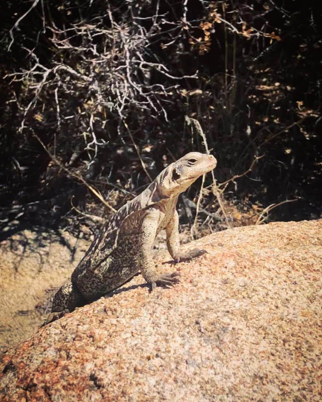 フィル・レスターさんのインスタグラム写真 - (フィル・レスターInstagram)「Last days in the desert 🏜🦎」7月20日 8時50分 - amazingphil