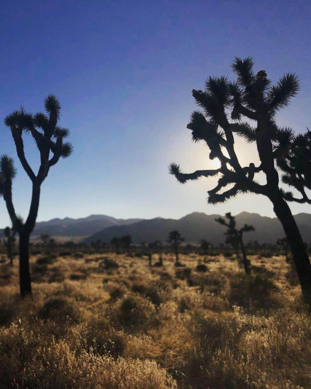 フィル・レスターさんのインスタグラム写真 - (フィル・レスターInstagram)「Last days in the desert 🏜🦎」7月20日 8時50分 - amazingphil