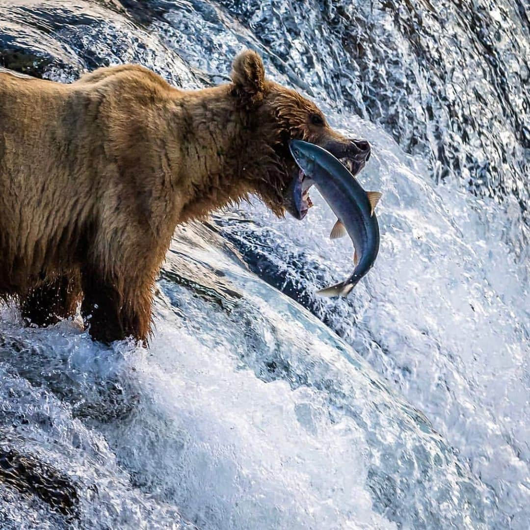 アメリカ内務省さんのインスタグラム写真 - (アメリカ内務省Instagram)「Live bear-watching bliss brought to you from Katmai National Park and Preserve in #Alaska. Watch salmon leap and bears fish masterfully along the #BrooksRiver. What leads to so many bears in one place? Bears congregate around Brooks Falls because that part of the stream and topography are obstacles for the migrating salmon, giving the bears premier opportunities for a fresh meal. Photo courtesy of Bob Gjestvang (@bobgjestvang). #usinterior #FindYourPark」7月20日 9時07分 - usinterior