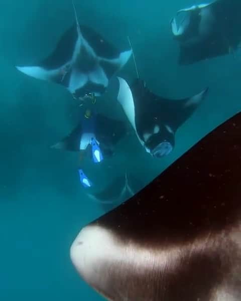 WildLifeのインスタグラム：「Beautiful video via @sideytheshark Soooo good today in #HanifaruBay  @muhaphotos is having manta moment & @monaphotographer he can hold his breath for so long now after that free dive course 🤣」