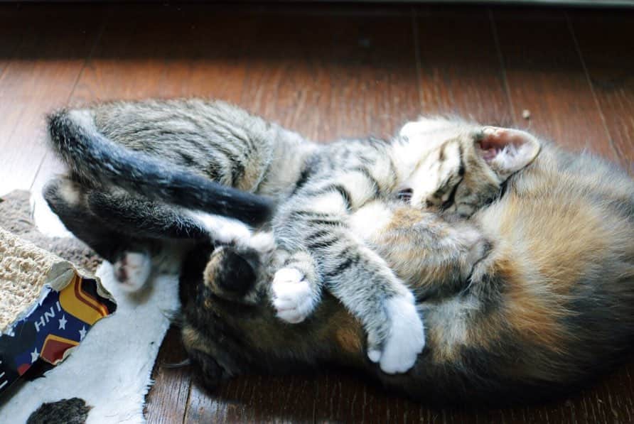 sancheloveさんのインスタグラム写真 - (sancheloveInstagram)「おさむ、2日間も隠れてたのが噓みたい😂まだ2Fのほうが落ち着くようだけど、せとかに負けず劣らず活きがいい〜😂❤️ ・ #おさむとせとか#やんちゃ#一時預かり #kitty#catstagram#catstagram_japan#petstagram#picneko#instacat#meow#catoftheday#catofworld#funnycat#猫#ねこ#にゃんこ#みんねこ#にゃんだふるらいふ#ふわもこ部#にゃんこ#ねこまみれ#キジトラ#サビ猫#保護猫#ねこのいる暮らし Osamu&Setoka」7月20日 9時42分 - sanchelove