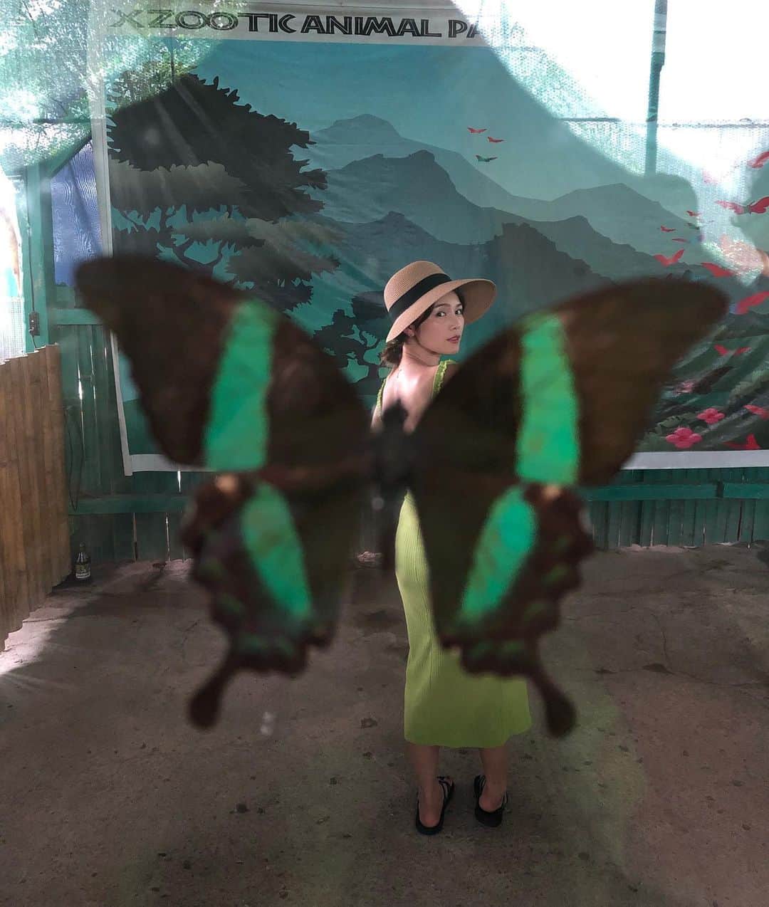 沢辺りおんさんのインスタグラム写真 - (沢辺りおんInstagram)「🦋🦋🦋🦋🦋 @🇵🇭 #蝶々 #ボホール島 #Butterfly #butterflygarden  #bohol #philippines」7月20日 9時52分 - rionsawabe