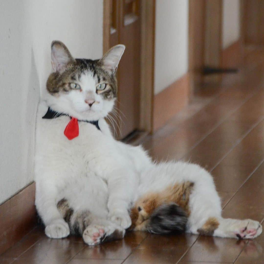 やふさんのインスタグラム写真 - (やふInstagram)「ふぅ→ん？気になる→ピコピコ…ちょんちょん . #cat #neko #catlovers #catsofinstagram #catstagram #instacat #猫 #ねこ #ネコ #保護猫 #京太」7月20日 10時29分 - kyafy