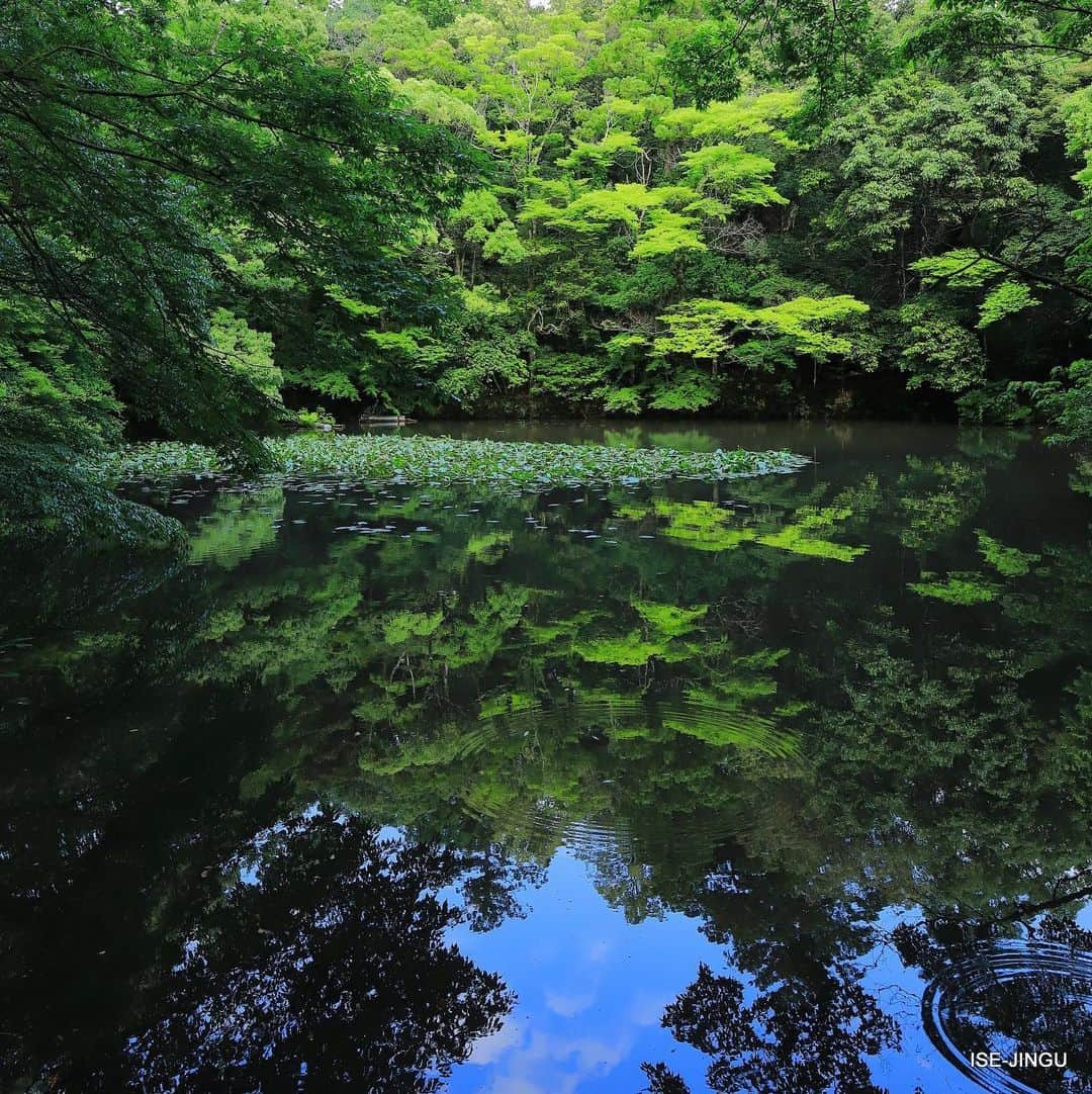 伊勢神宮さんのインスタグラム写真 - (伊勢神宮Instagram)「#伊勢神宮 #神宮 #神社 #心のふるさと #内宮 #御池 #水鏡 #リフレクション #ISEJINGU #JINGU #SOUL_of_JAPAN #Japan #Jinja #Shinto #Naiku #Pond  #reflection」7月20日 10時40分 - isejingu.official